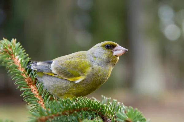 Зелёная Желтая Певчая Птица Сидящая Ветке Зеленой Лиственницы — стоковое фото