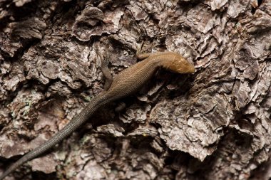 Ağaçtaki kertenkele.