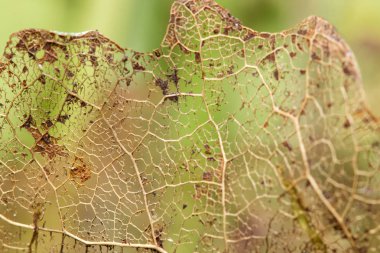 Kuru yaprak lifleri arka plan.