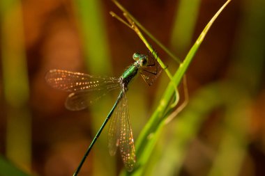 Yusufçuk çim bir bıçak üstünde-e doğru tutarak.