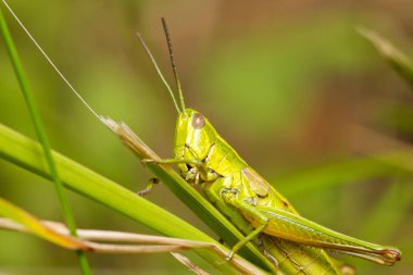 Çim bir bıçak üzerinde oturan yeşil çekirge.
