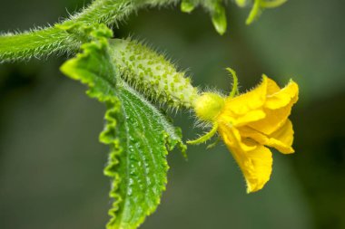 çiçek ve yaprakları küçük salatalık.