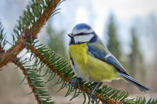 Mavi baştankara köknar ağacı dalı.