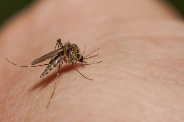 Mosquito Zuigen Bloed Menselijke Arm — Stockfoto