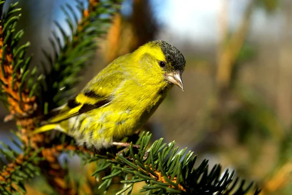 Ahşap saplama üzerinde oturan iskete.