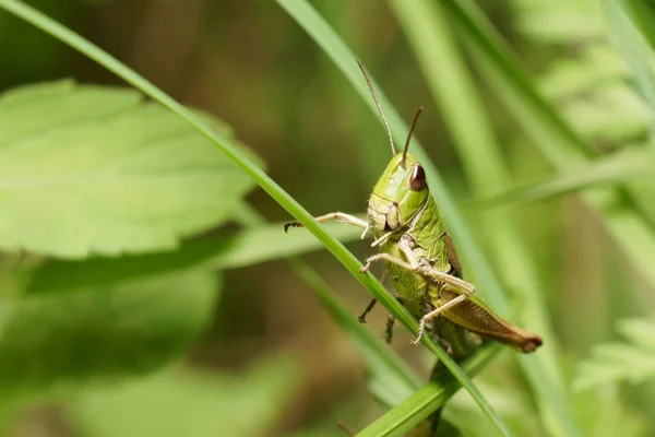 Sprinkhaan Zit Stengel Van Gras — Stockfoto