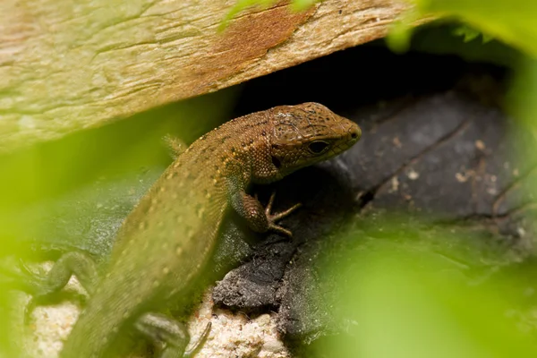 Ağaçtaki kertenkele