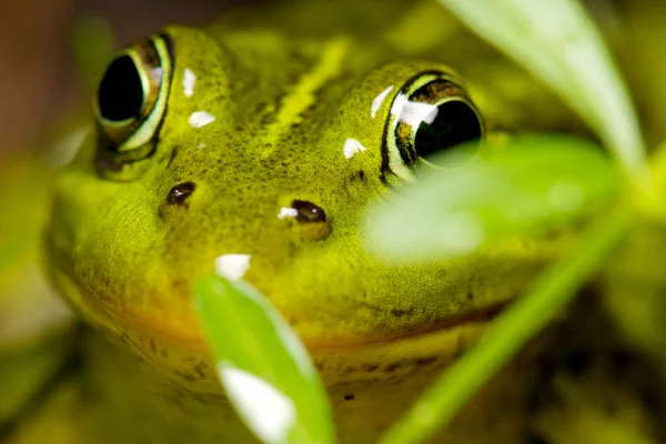 Bir kurbağa bir closeup.