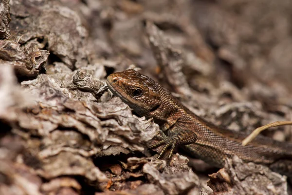 Ağaçtaki kertenkele