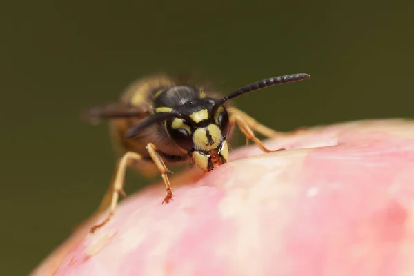 Close Van Een Wesp Eten Van Een Appel — Stockfoto