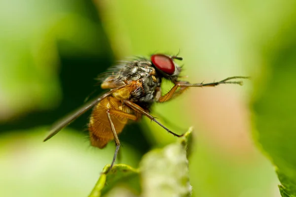 Erkek ortak meyve sineği Drosophila Melanogaster.