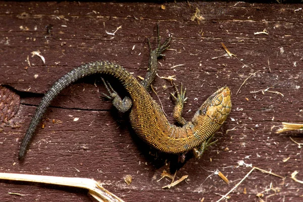 Kertenkele ağaç üzerinde güneşin tadını çıkarma.