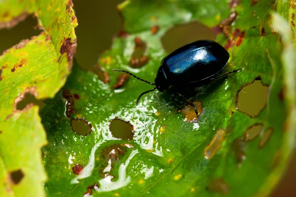 Kızılağaç yaprak böceği Agelastica alni.