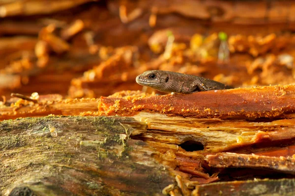 腐った木のトカゲ — ストック写真