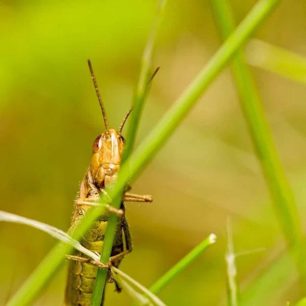 Grass.chorthippus parallelus üzerinde oturan küçük çekirge