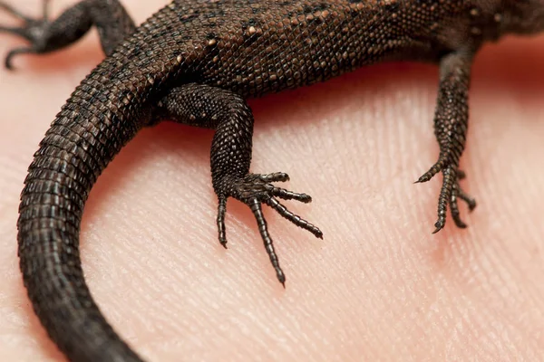 Young Lizard Her Hands — Stock Photo, Image