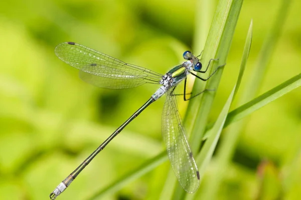 Dragonfly.Close mavi yusufçuk mavi.