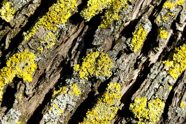 与苔藓的背景树皮的结构 — 图库照片