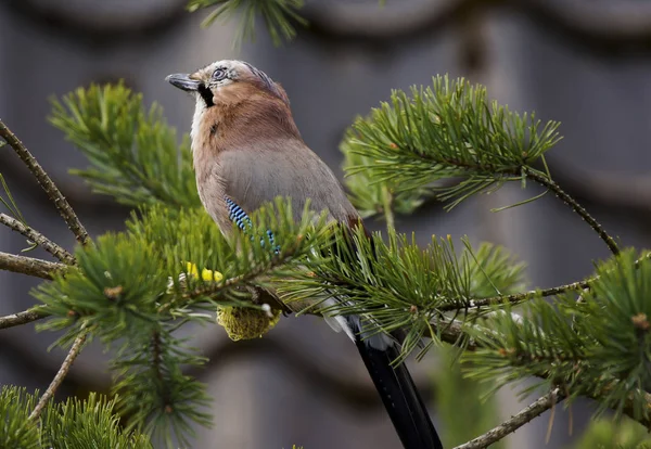 Doğu Avrupa çoban. Yakın çekim portre .