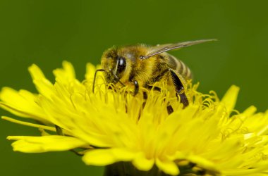 Bal arısı bal dandelions üzerinde toplama. Makro