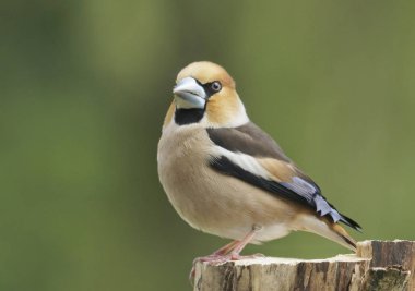 Bayağı Kocabaş bir dalda oturuyor. Kocabaş kocabaş.