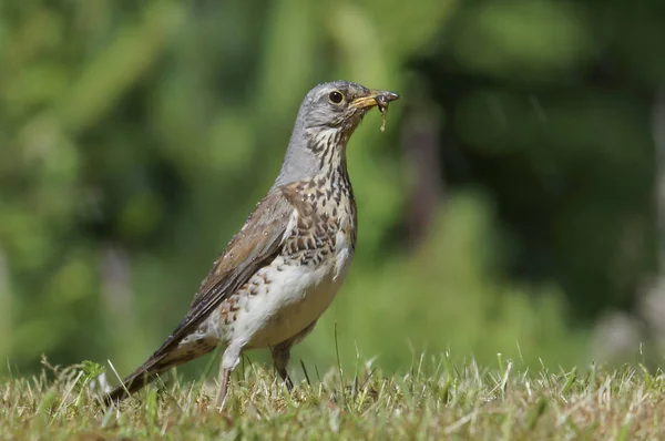 Şarkı ardıç - Turdus philomelos bir ot yemek arama