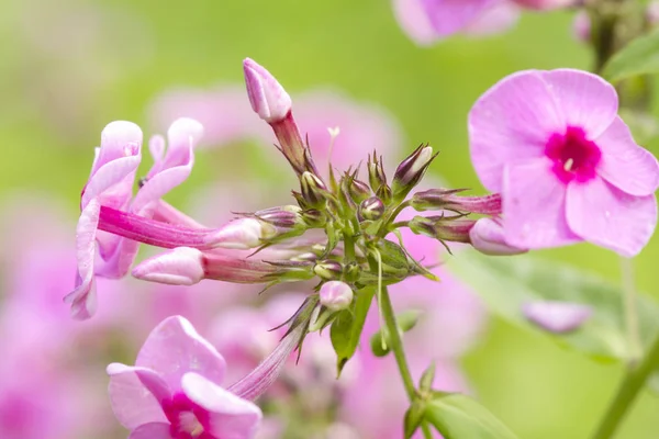 Bahçede güzel pembe sürüleri çiçek