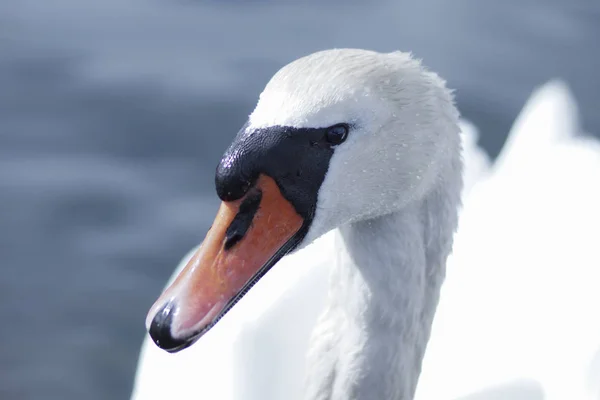 Beyaz Kuğu portresi. Beyaz Kuğu suya.