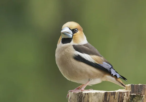 Hawfinch Sitting Branch Coccothraustes Coccothraust — стоковое фото