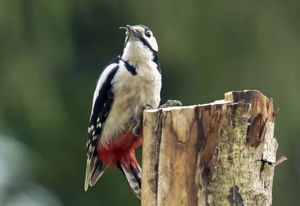 Büyük benekli ağaçkakan kuşu Dendrocopos büyük.