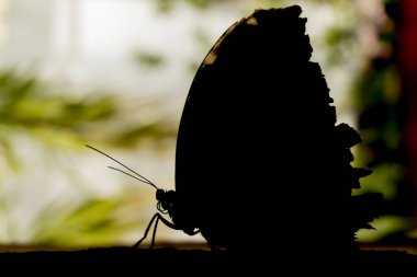 Baykuş kelebek, caligo eurilochus.beautiful kahverengi kelebek bahçe içinde bir hasır sepet üzerinde tünemiş.
