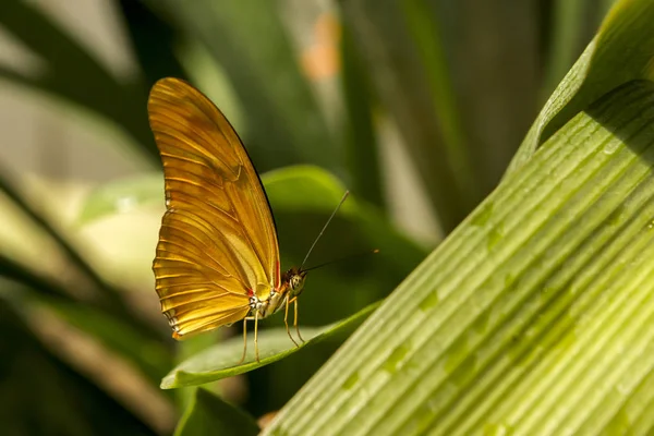 Dryas julia kelebek. bir çiçek bir bahçe kelebek.