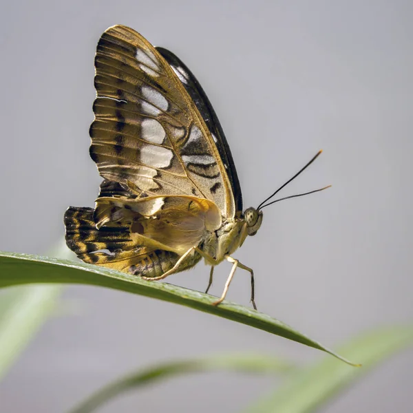 Grand Papillon Tropical Tondeuse Brune Assise Sur Feuille Verte — Photo
