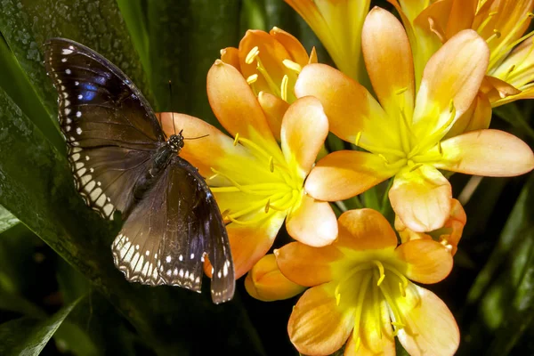 pembe çiçekler üzerinde tünemiş bahçe içinde güzel kahverengi kelebek