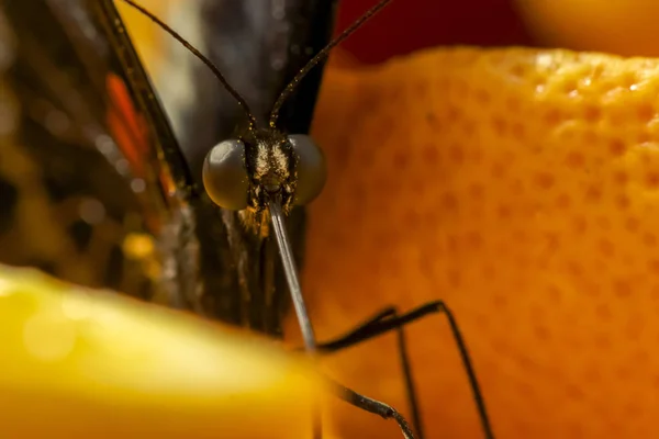 Gran Mormón Amarillo Papilio Lowi Beber Néctar Una Naranja — Foto de Stock