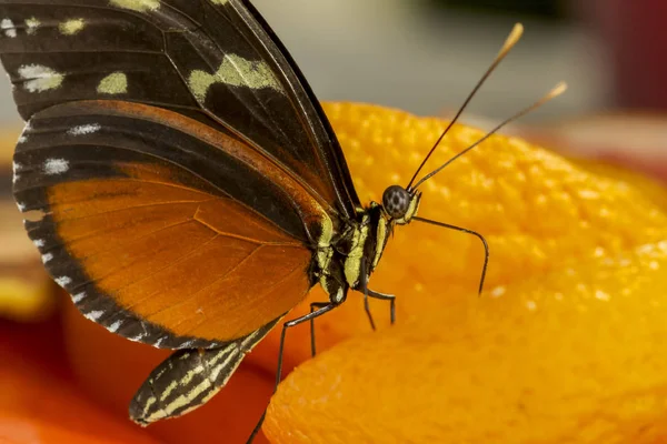 Bir piyano anahtar kelebek, postacı closeup melpomene nektar içme, 