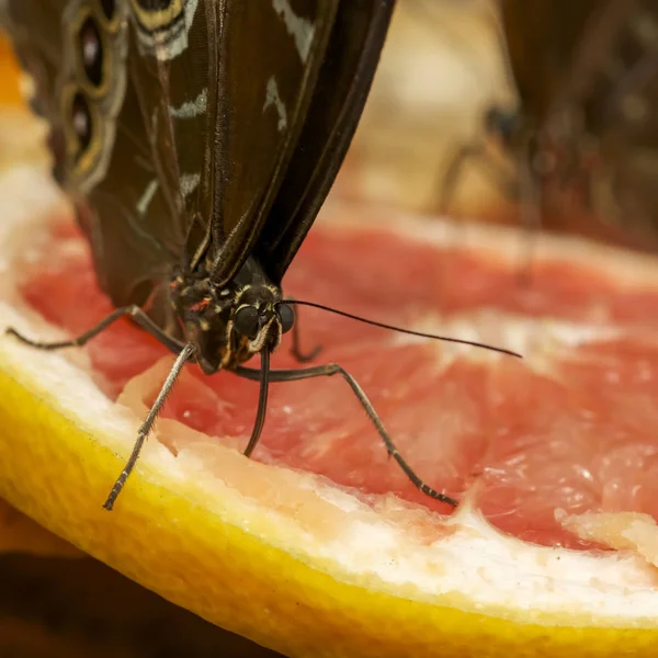 Büyük mavi Morfo kelebek bir Portakal nektarı içmeye.