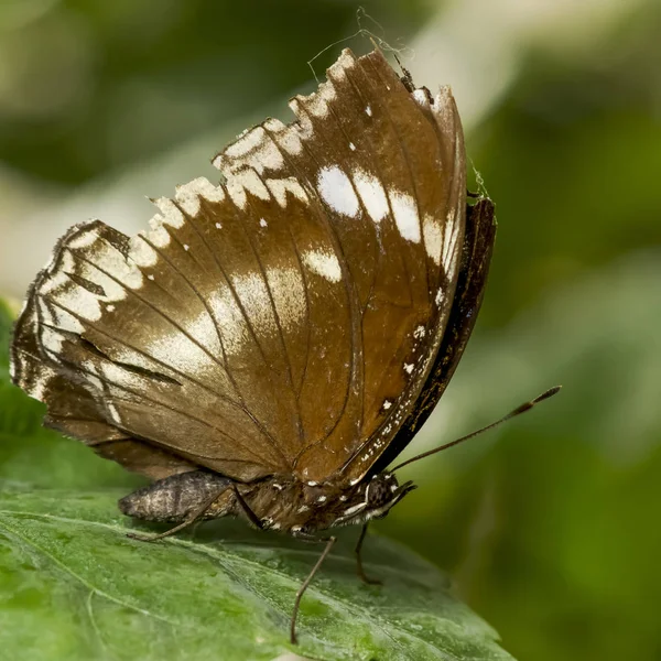 Beau Papillon Brun Dans Jardin Perché Sur Une Feuille Verte — Photo