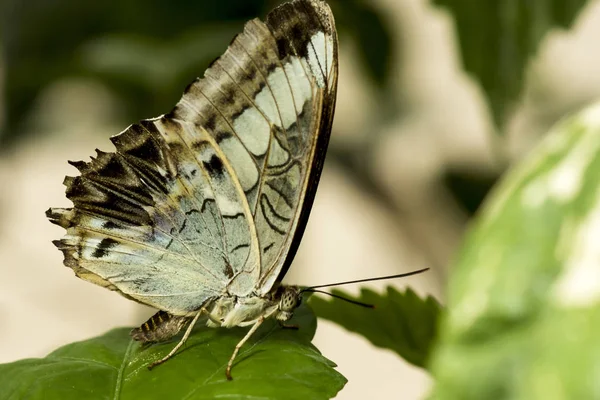 Grand Papillon Tropical Tondeuse Brune Assise Sur Feuille Verte — Photo