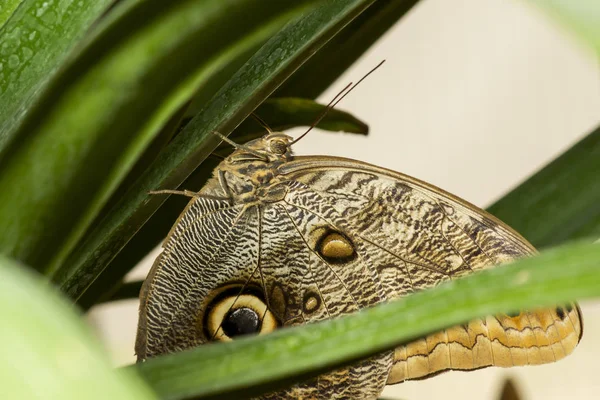 猫头鹰蝴蝶 Caligo Eurilochus 坐在绿叶上 — 图库照片