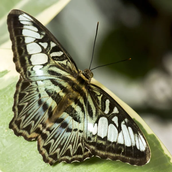 Grand Papillon Tropical Tondeuse Brune Assise Sur Feuille Verte — Photo
