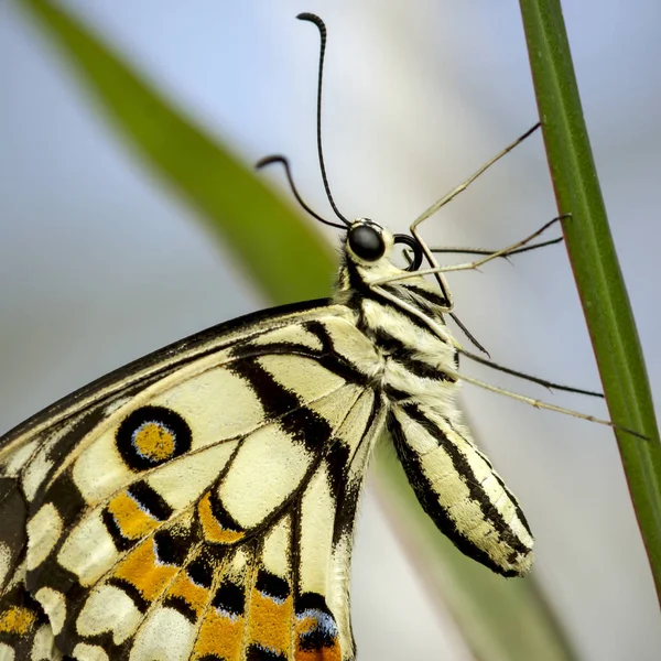 Schöner Lindenschmetterling Papilio Demoleus Thront Auf Einer Blume — Stockfoto