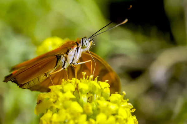 Dryas julia kelebek. bir çiçek bir bahçe kelebek.