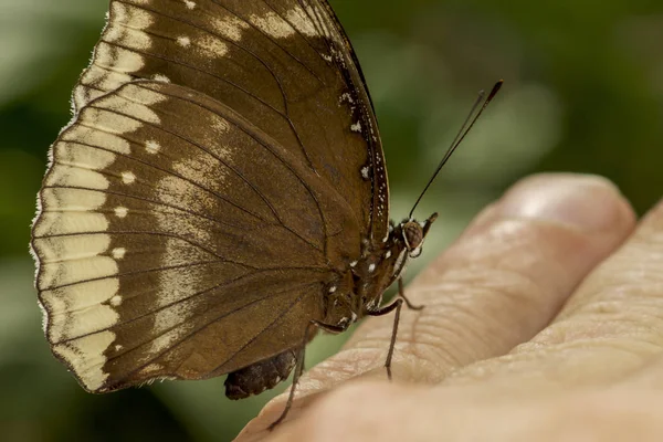 güzel kahverengi kelebek bahçe içinde bir parmak üzerinde tünemiş
