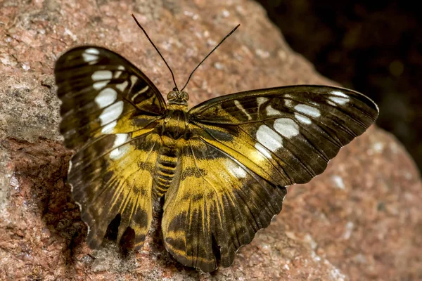 Grand Papillon Tropical Brun Tondeuse Assise Sur Mur — Photo