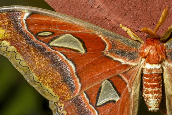 美丽的大热带蝴蝶 巨大的阿特拉斯蛾 Attacus 地图集 — 图库照片