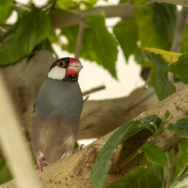 Java Serçesi (Padda Oryzivora dalda tıraşlama)