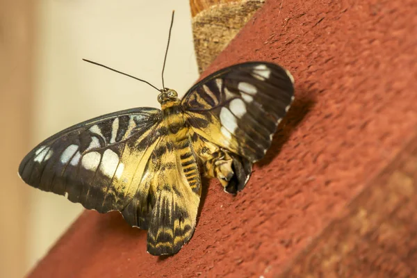 Grand Papillon Tropical Brun Tondeuse Assise Sur Mur — Photo