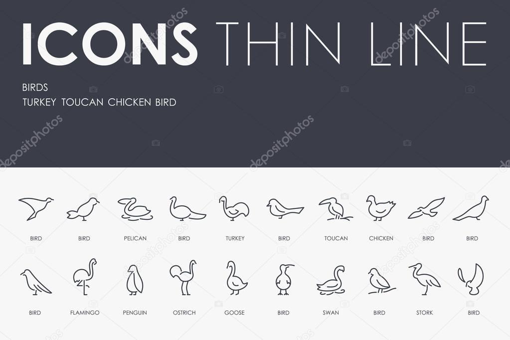 vector illustration design Set of BIRDS Thin Line Vector Icons and Pictograms