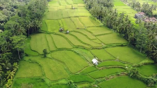 Vista aérea dos campos de arroz Terraced Bali, Indonésia . — Vídeo de Stock